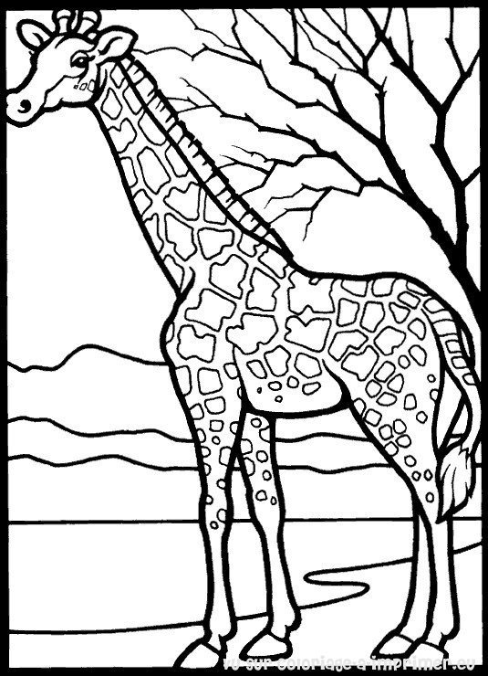 着色页: 长颈鹿 (动物) #7231 - 免费可打印着色页