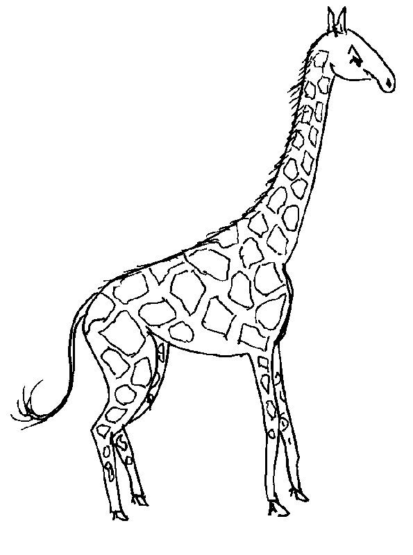 着色页: 长颈鹿 (动物) #7235 - 免费可打印着色页