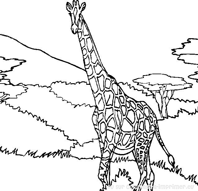 着色页: 长颈鹿 (动物) #7240 - 免费可打印着色页
