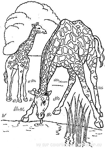 着色页: 长颈鹿 (动物) #7245 - 免费可打印着色页