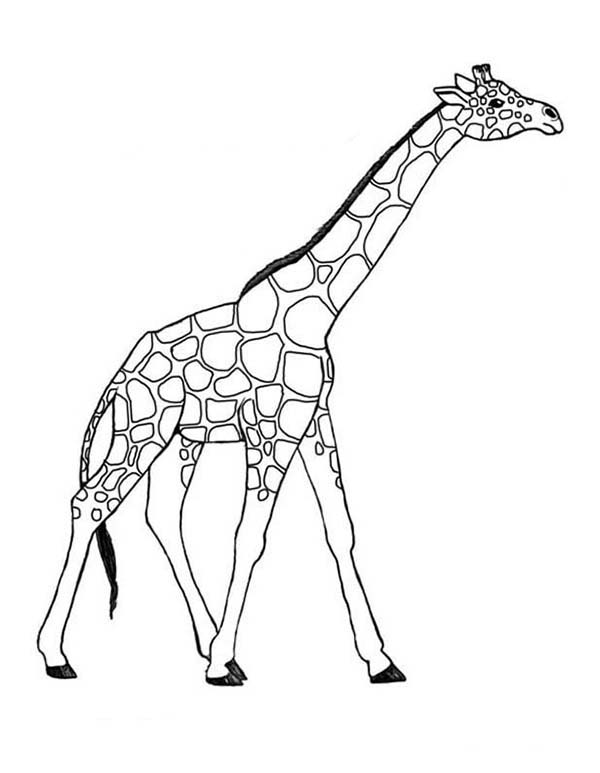 着色页: 长颈鹿 (动物) #7260 - 免费可打印着色页