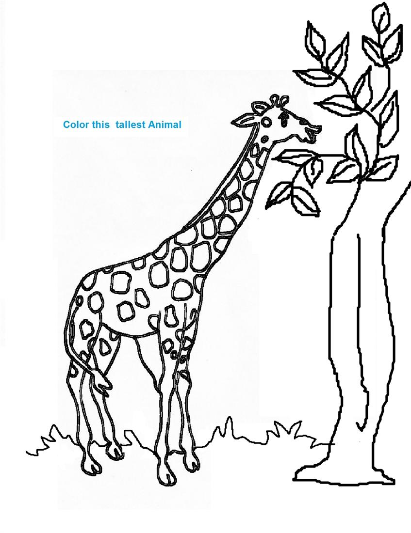着色页: 长颈鹿 (动物) #7265 - 免费可打印着色页