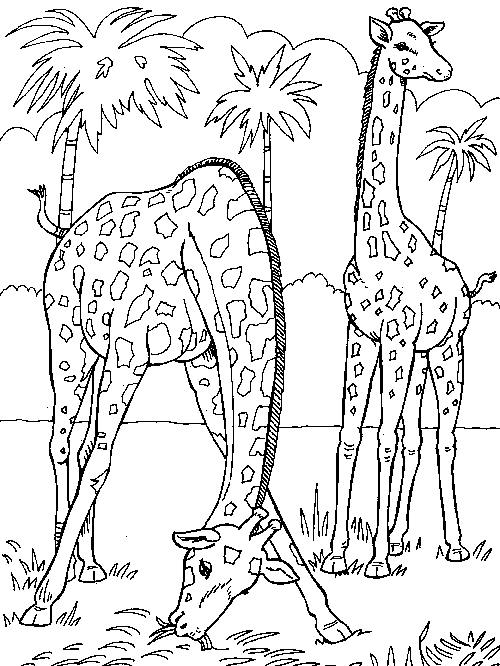 着色页: 长颈鹿 (动物) #7277 - 免费可打印着色页