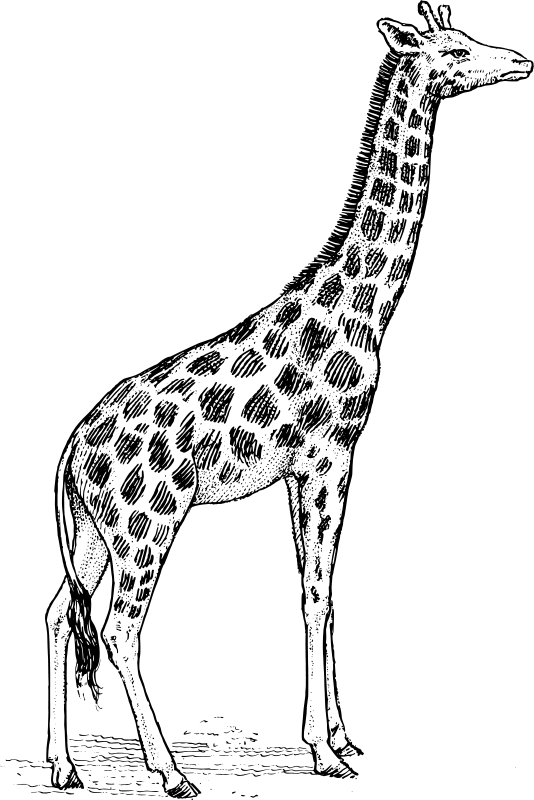 着色页: 长颈鹿 (动物) #7297 - 免费可打印着色页