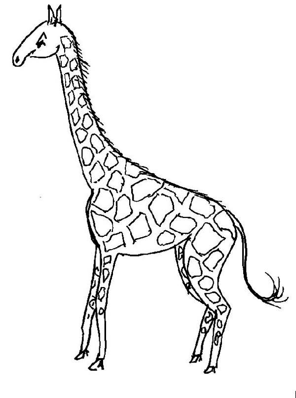 着色页: 长颈鹿 (动物) #7323 - 免费可打印着色页