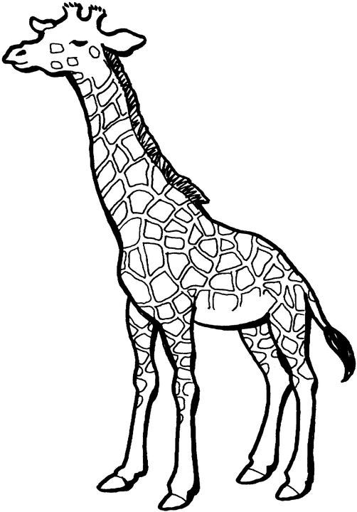 着色页: 长颈鹿 (动物) #7334 - 免费可打印着色页