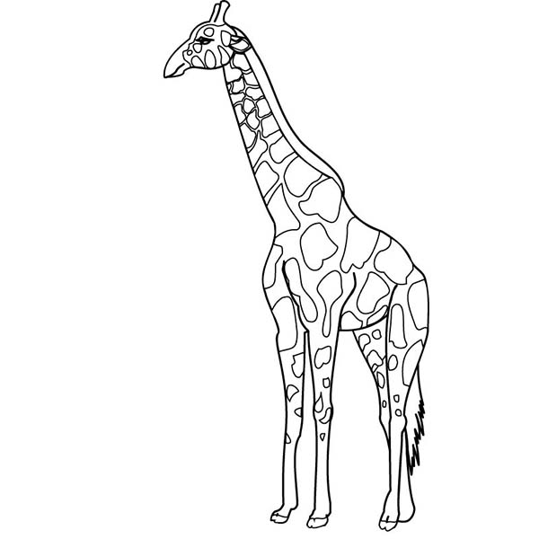 着色页: 长颈鹿 (动物) #7362 - 免费可打印着色页