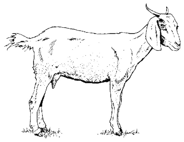 着色页: 山羊 (动物) #2370 - 免费可打印着色页