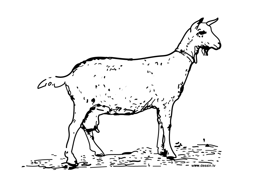着色页: 山羊 (动物) #2376 - 免费可打印着色页