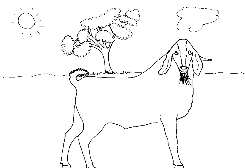 着色页: 山羊 (动物) #2495 - 免费可打印着色页