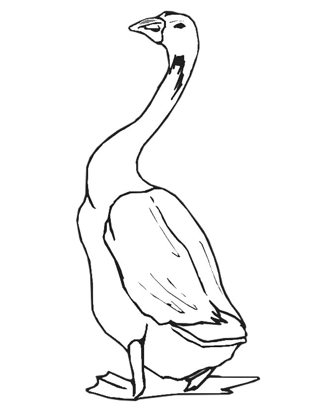着色页: 鹅 (动物) #11639 - 免费可打印着色页