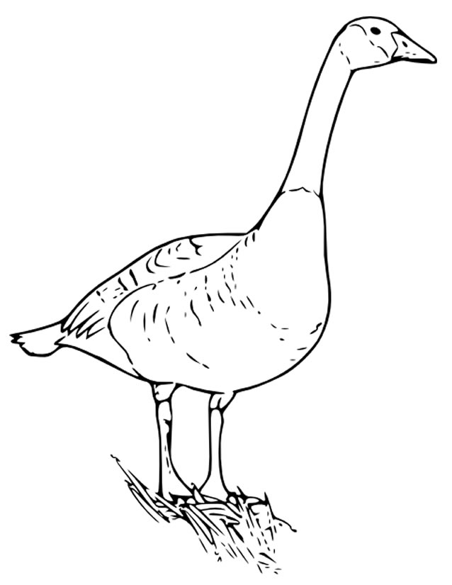 着色页: 鹅 (动物) #11642 - 免费可打印着色页
