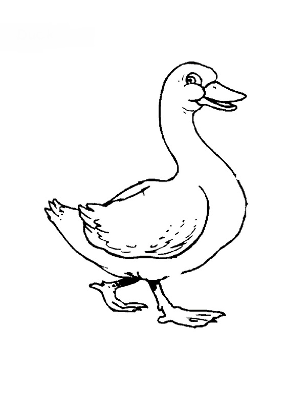 着色页: 鹅 (动物) #11645 - 免费可打印着色页