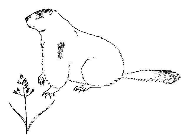 着色页: 土拨鼠 (动物) #10897 - 免费可打印着色页