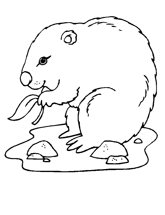 着色页: 土拨鼠 (动物) #10935 - 免费可打印着色页