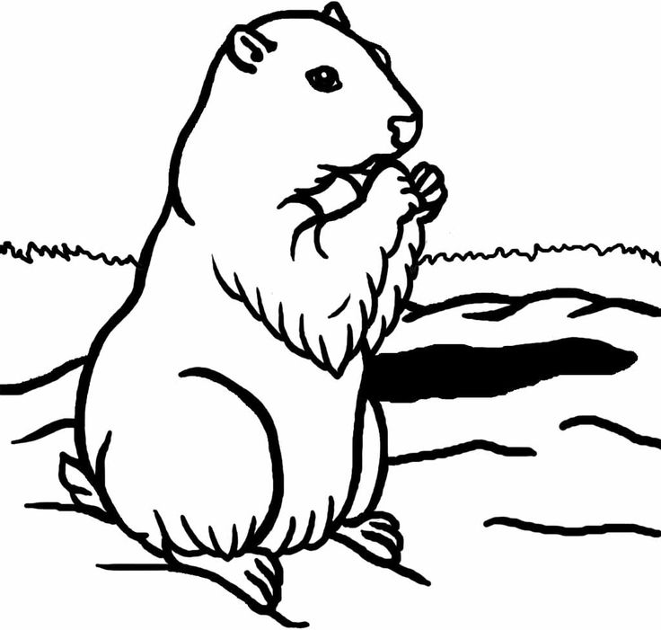 着色页: 土拨鼠 (动物) #10955 - 免费可打印着色页