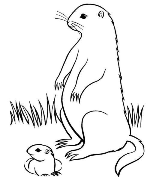 着色页: 土拨鼠 (动物) #10978 - 免费可打印着色页