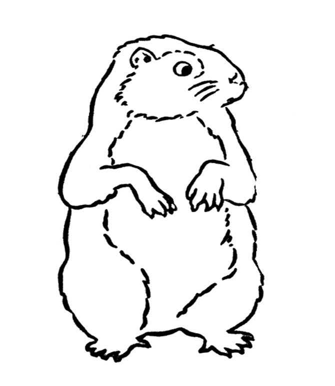 着色页: 土拨鼠 (动物) #10985 - 免费可打印着色页