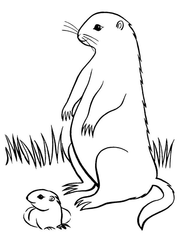 着色页: 土拨鼠 (动物) #10999 - 免费可打印着色页