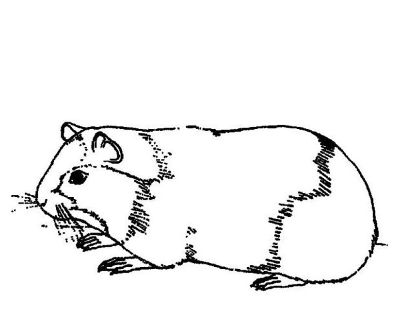 着色页: 豚鼠 (动物) #18486 - 免费可打印着色页