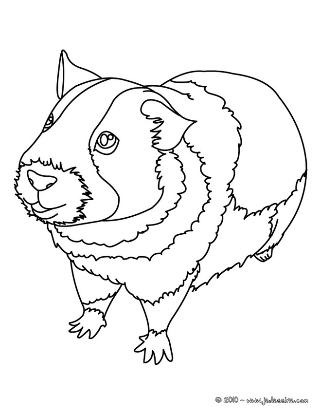 着色页: 豚鼠 (动物) #18493 - 免费可打印着色页