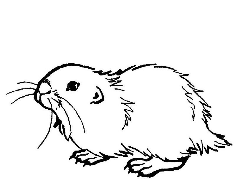 着色页: 豚鼠 (动物) #18496 - 免费可打印着色页