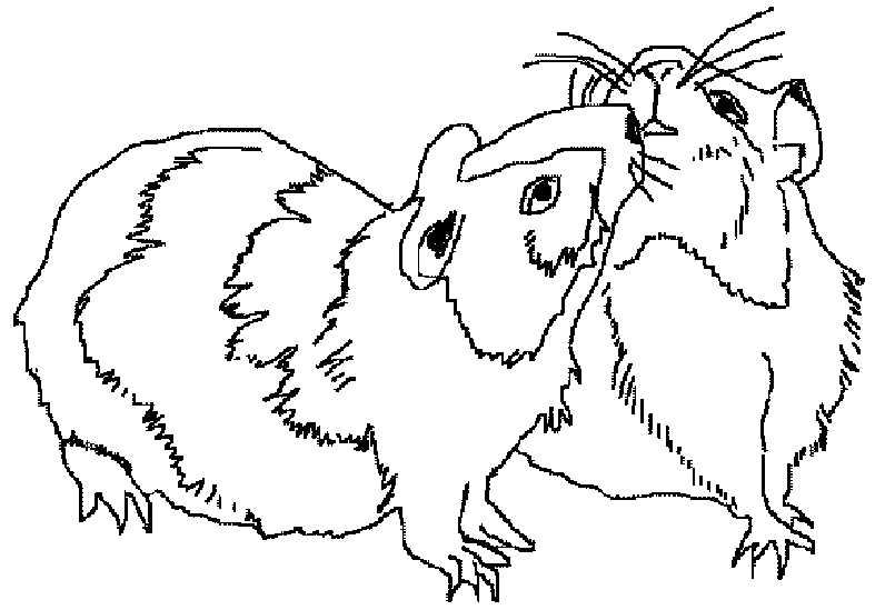 着色页: 豚鼠 (动物) #18500 - 免费可打印着色页