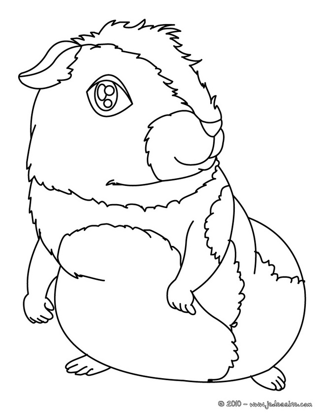 着色页: 豚鼠 (动物) #18510 - 免费可打印着色页
