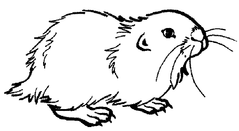 着色页: 豚鼠 (动物) #18512 - 免费可打印着色页