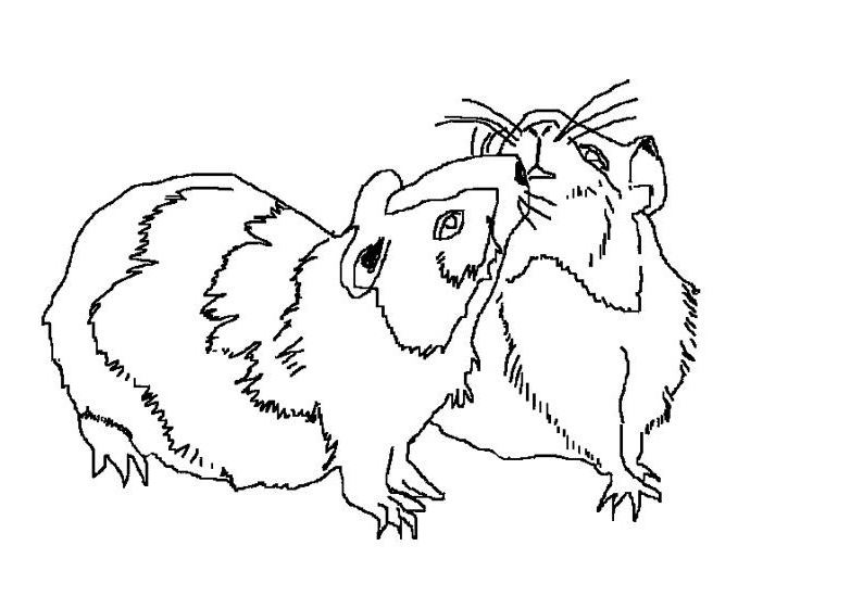着色页: 豚鼠 (动物) #18547 - 免费可打印着色页