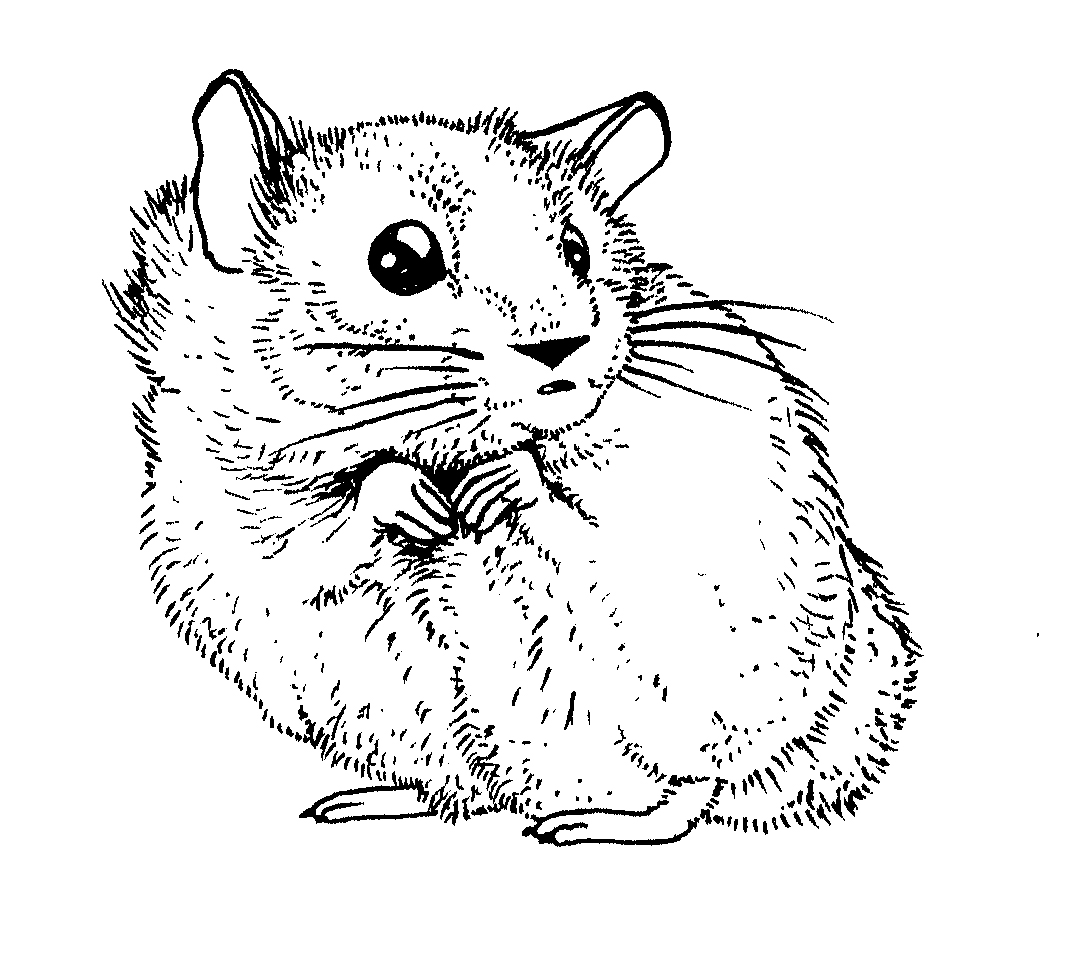 着色页: 仓鼠 (动物) #8042 - 免费可打印着色页