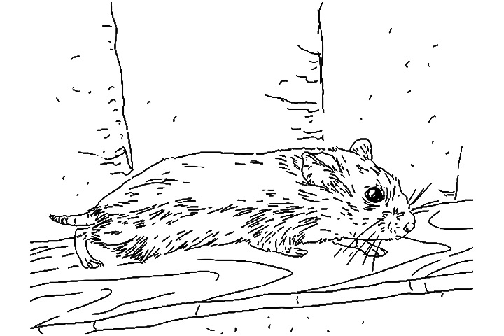 着色页: 仓鼠 (动物) #8120 - 免费可打印着色页