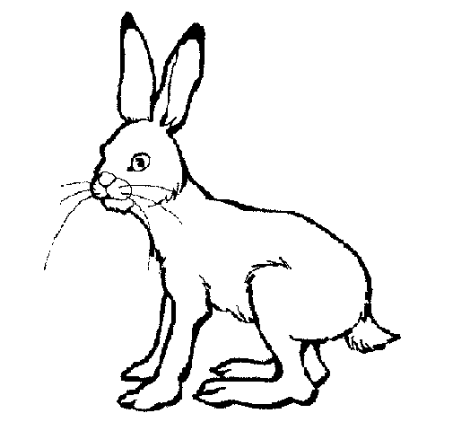 着色页: 野兔 (动物) #10078 - 免费可打印着色页