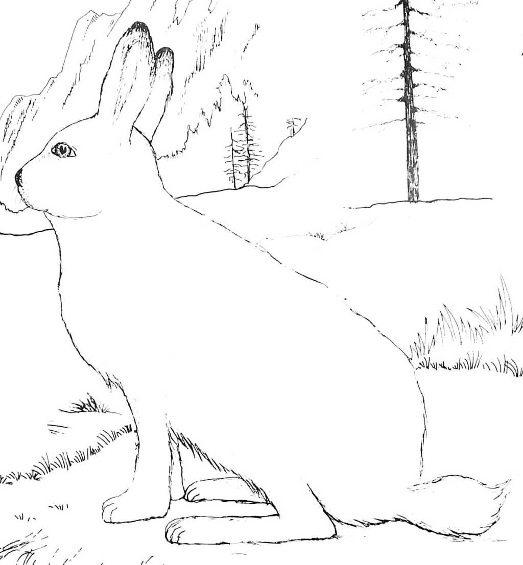 着色页: 野兔 (动物) #10079 - 免费可打印着色页
