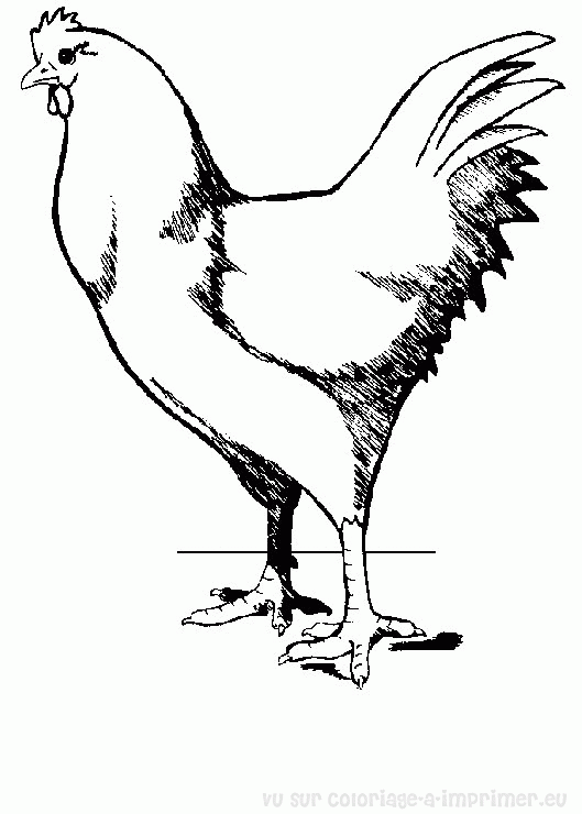 着色页: 母鸡 (动物) #17514 - 免费可打印着色页