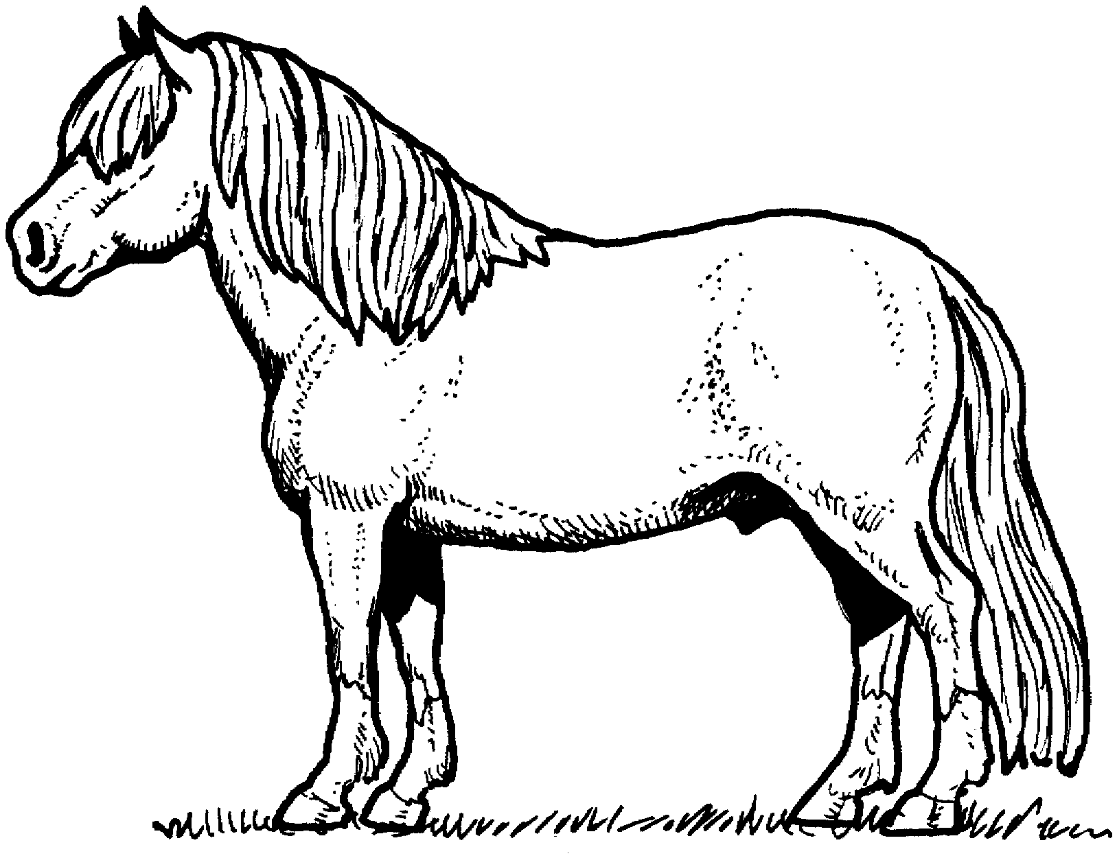 着色页: 马 (动物) #2162 - 免费可打印着色页