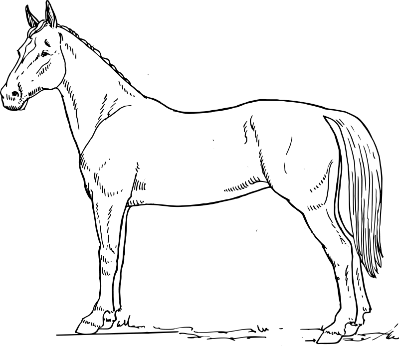 着色页: 马 (动物) #2256 - 免费可打印着色页
