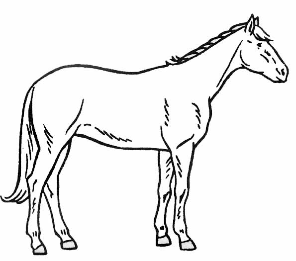 着色页: 马 (动物) #2278 - 免费可打印着色页