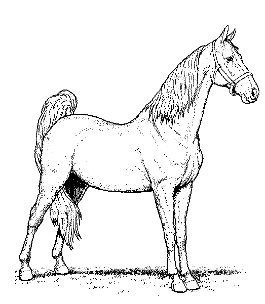 着色页: 马 (动物) #2355 - 免费可打印着色页