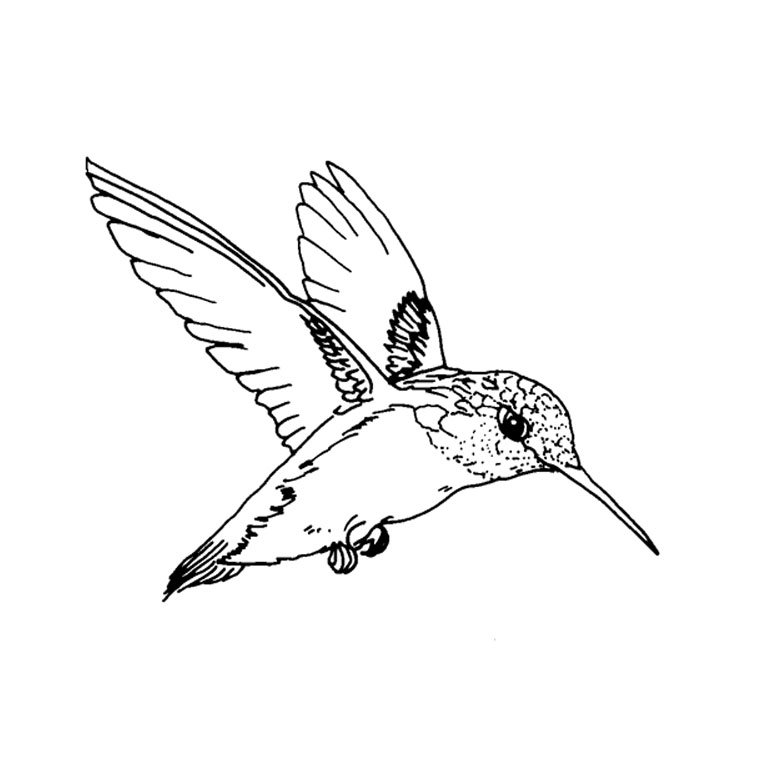 着色页: 蜂鸟 (动物) #3783 - 免费可打印着色页