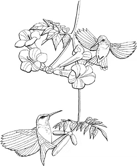 着色页: 蜂鸟 (动物) #3814 - 免费可打印着色页