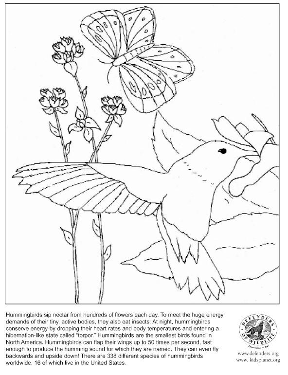 着色页: 蜂鸟 (动物) #3827 - 免费可打印着色页