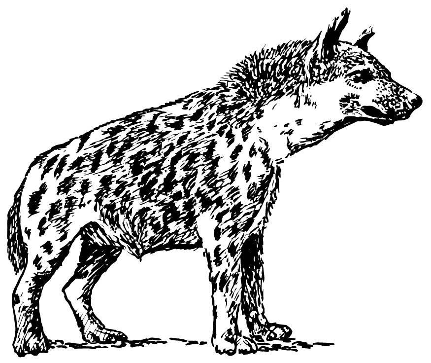 着色页: 鬣狗 (动物) #19637 - 免费可打印着色页