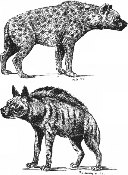 着色页: 鬣狗 (动物) #19641 - 免费可打印着色页