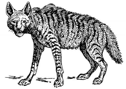着色页: 鬣狗 (动物) #19644 - 免费可打印着色页