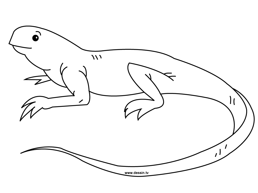 着色页: 鬣蜥 (动物) #8917 - 免费可打印着色页