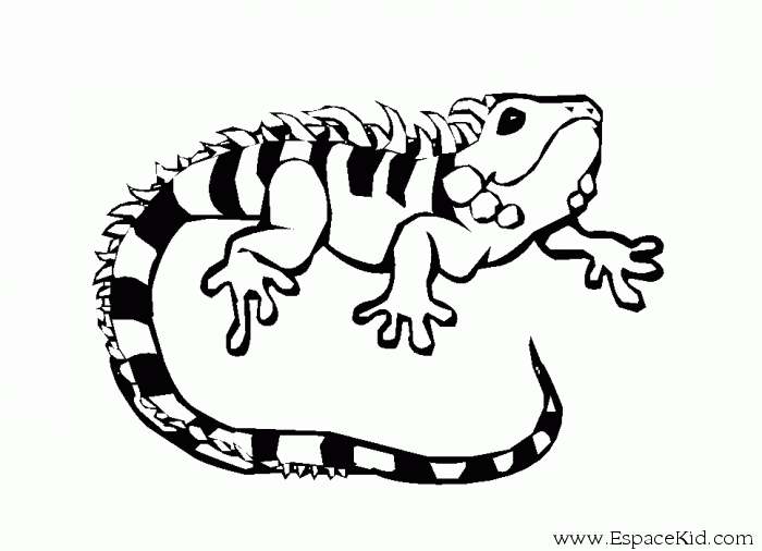 着色页: 鬣蜥 (动物) #8918 - 免费可打印着色页