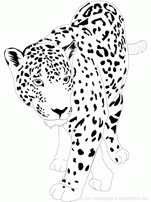 着色页: 捷豹 (动物) #9002 - 免费可打印着色页