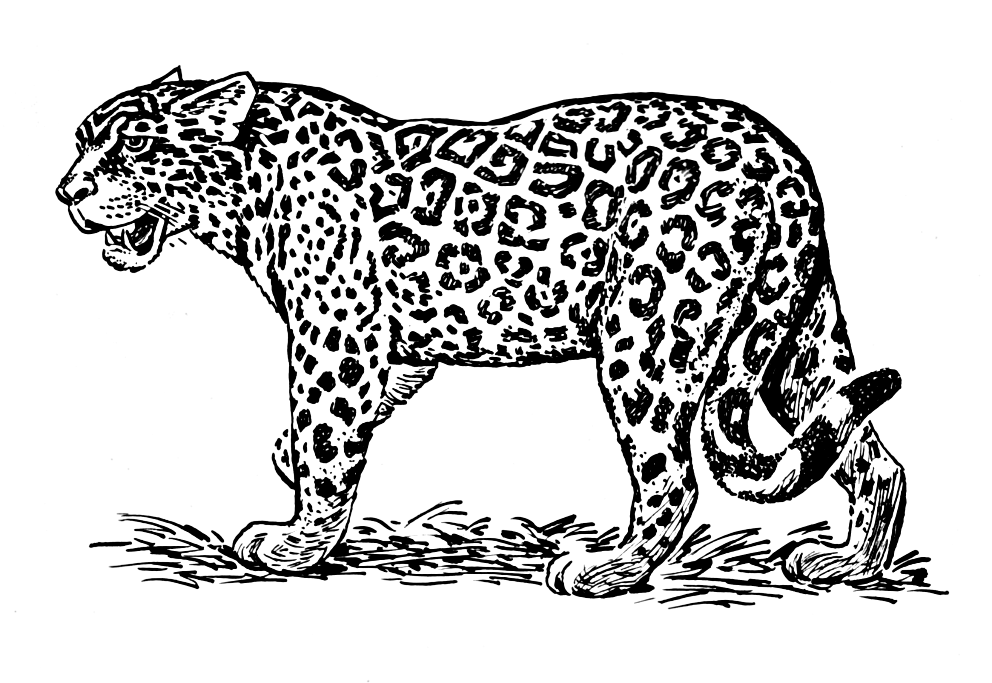 着色页: 捷豹 (动物) #9013 - 免费可打印着色页