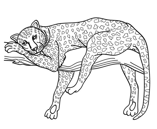着色页: 捷豹 (动物) #9023 - 免费可打印着色页
